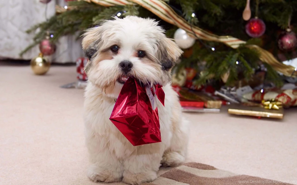 Cute Christmas Dog Wallpapers And Pictures. Chipsu Dogs Pictures ...