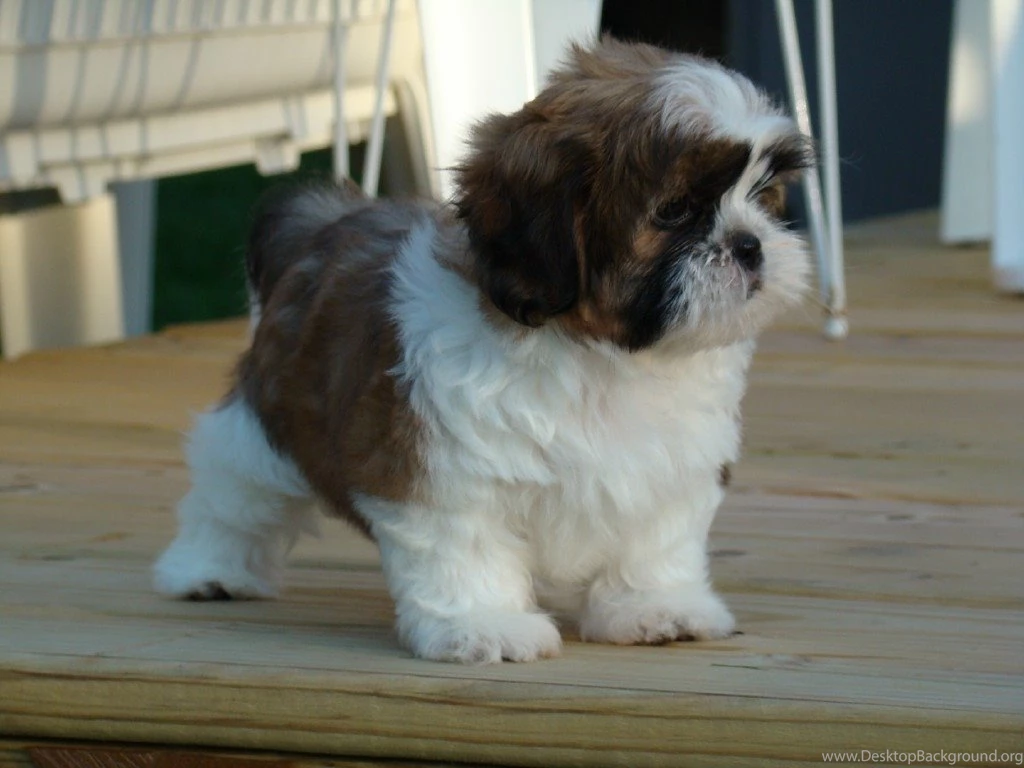 Adult Shih Tzu With Puppy Cut