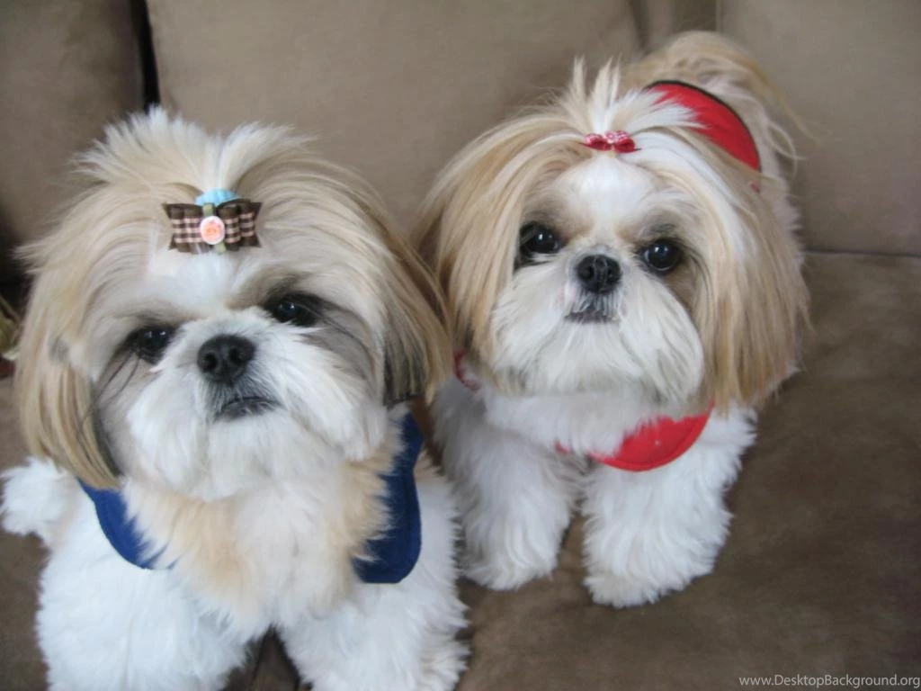 Shih Tzu Hd Backgrounds Wallpapers 93 HD Wallpapers