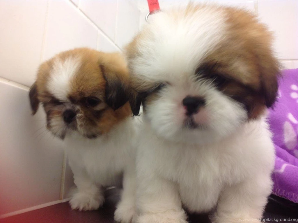 Shih Tzu Puppies Hd Desktop 9 HD Wallpapers