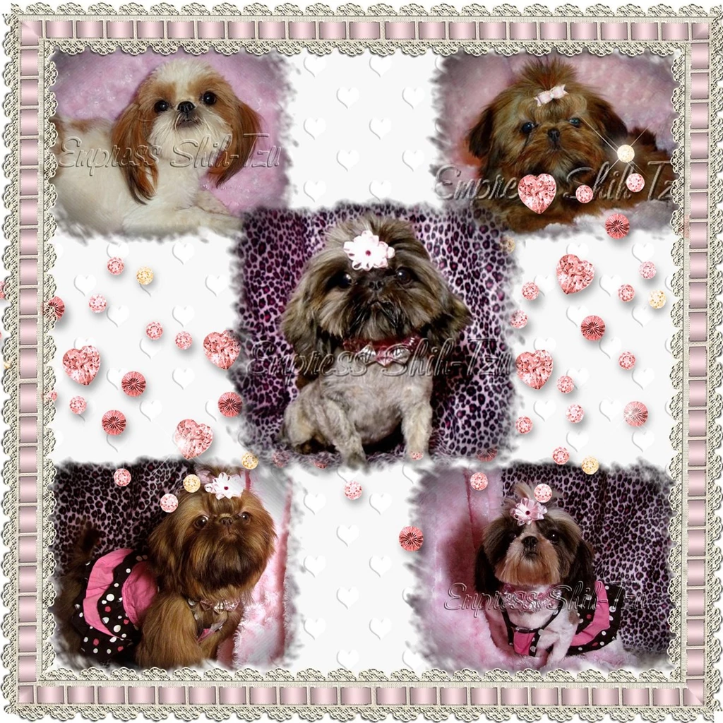 Shih Tzu Puppies Wallpaper Images