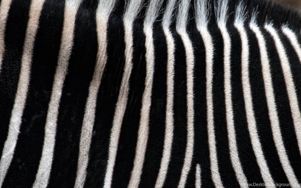 Zebra Stripes Widescreen Wallpapers