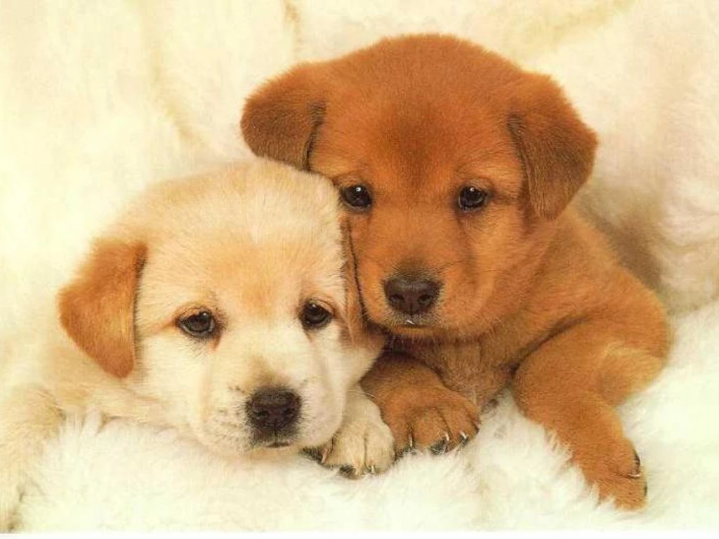 Best 10 WALLPAPER OF PUPPIES Pictures Image Gallery