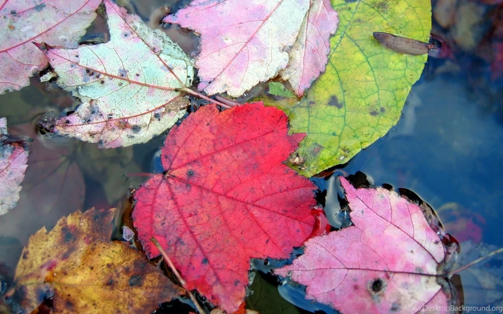 Close up Of Leaves Widescreen Leaves Wallpapers 1440x900 NO.12 ...