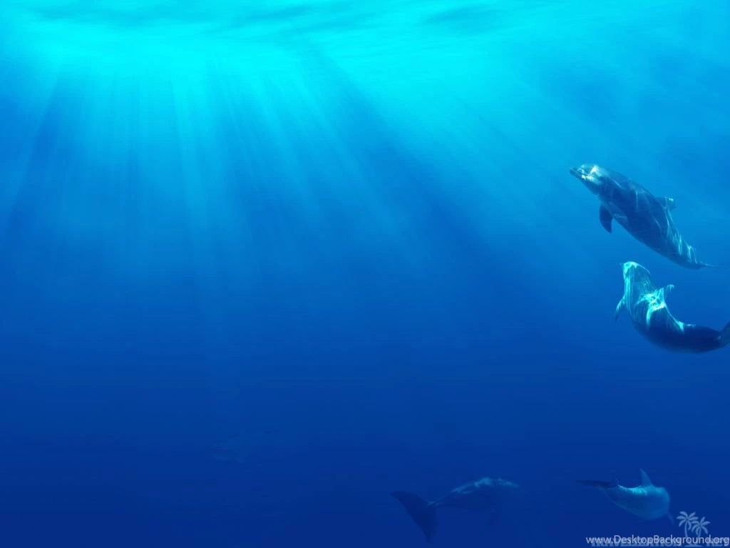 Amazing Dolphins Wallpapers