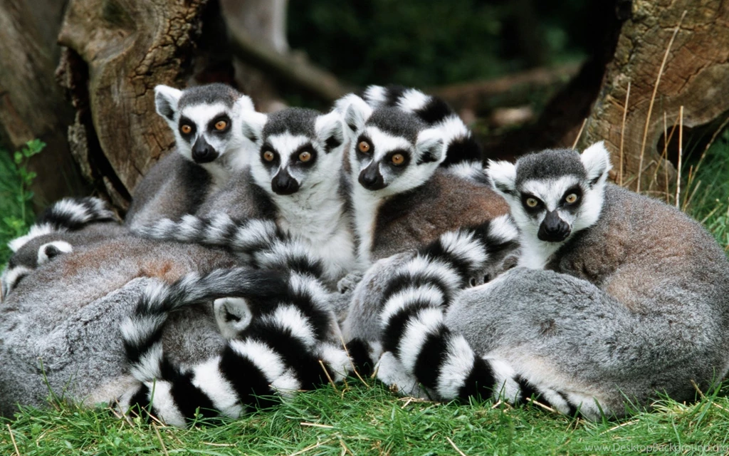 60 Lemur HD Wallpapers
