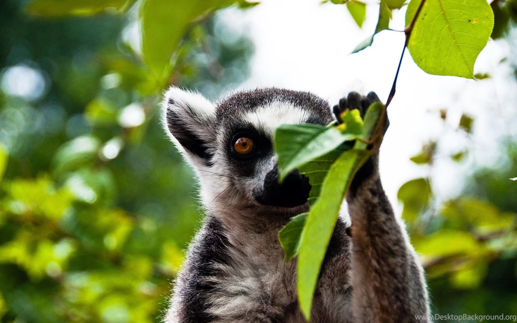 Awesome Lemur Backgrounds