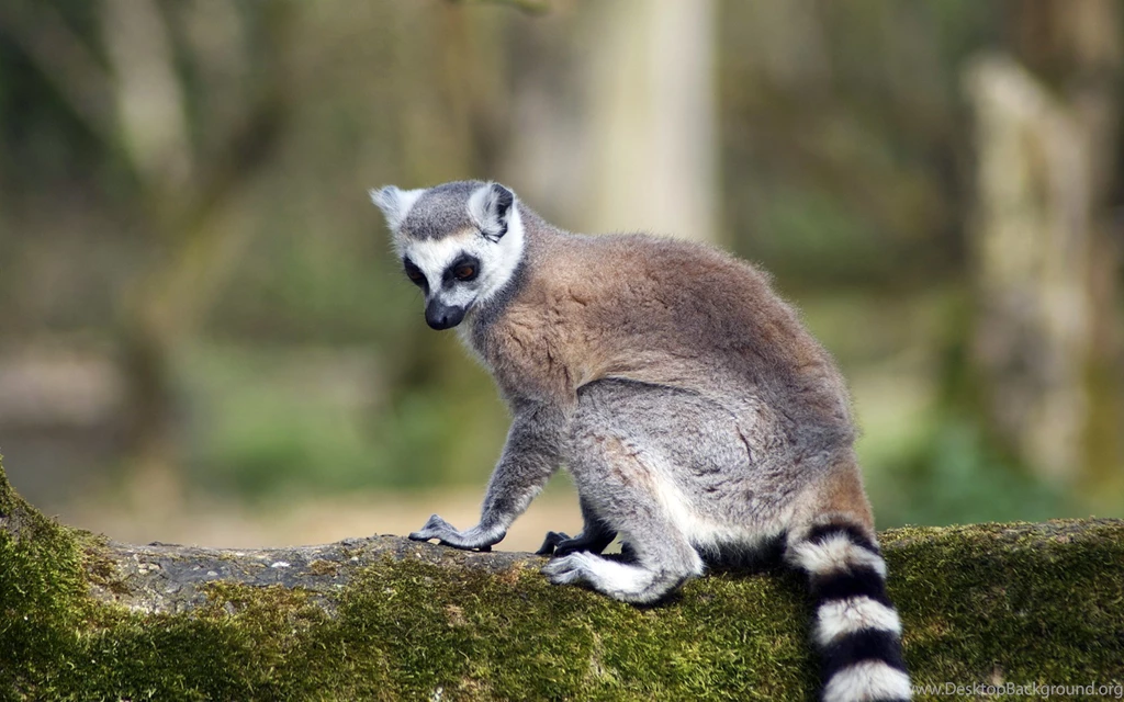 Awesome Lemur Backgrounds