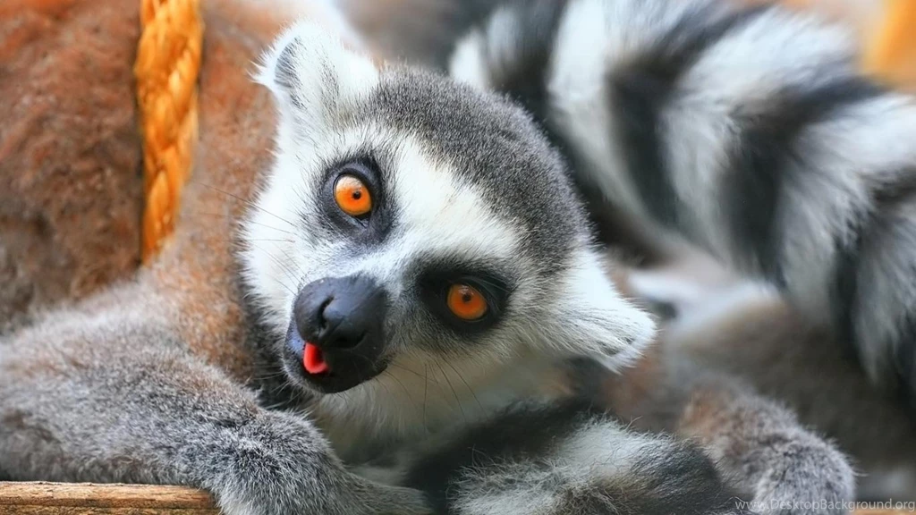 Lemur Wallpapers