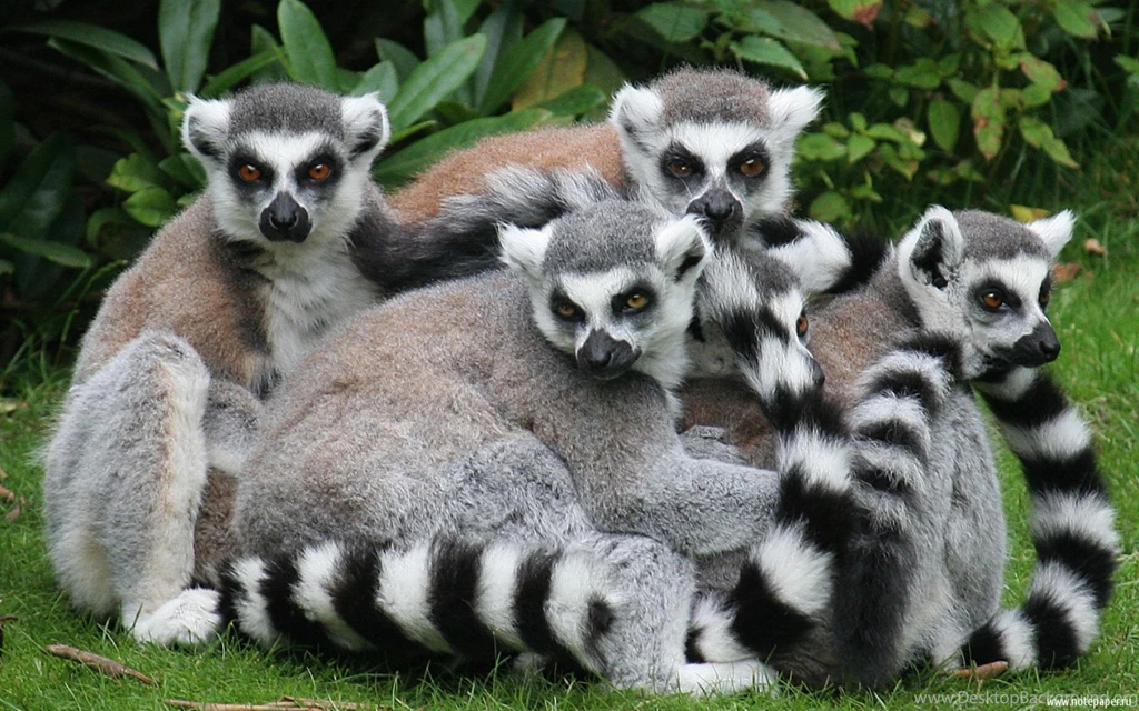 Lemur Wallpapers Wallpapers Cave