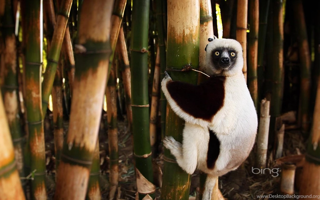 Lemur Wallpapers Animal Wallpapers