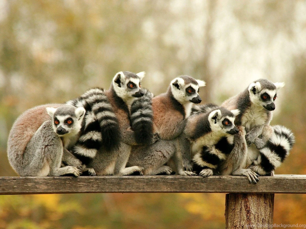 Lemur Wallpapers
