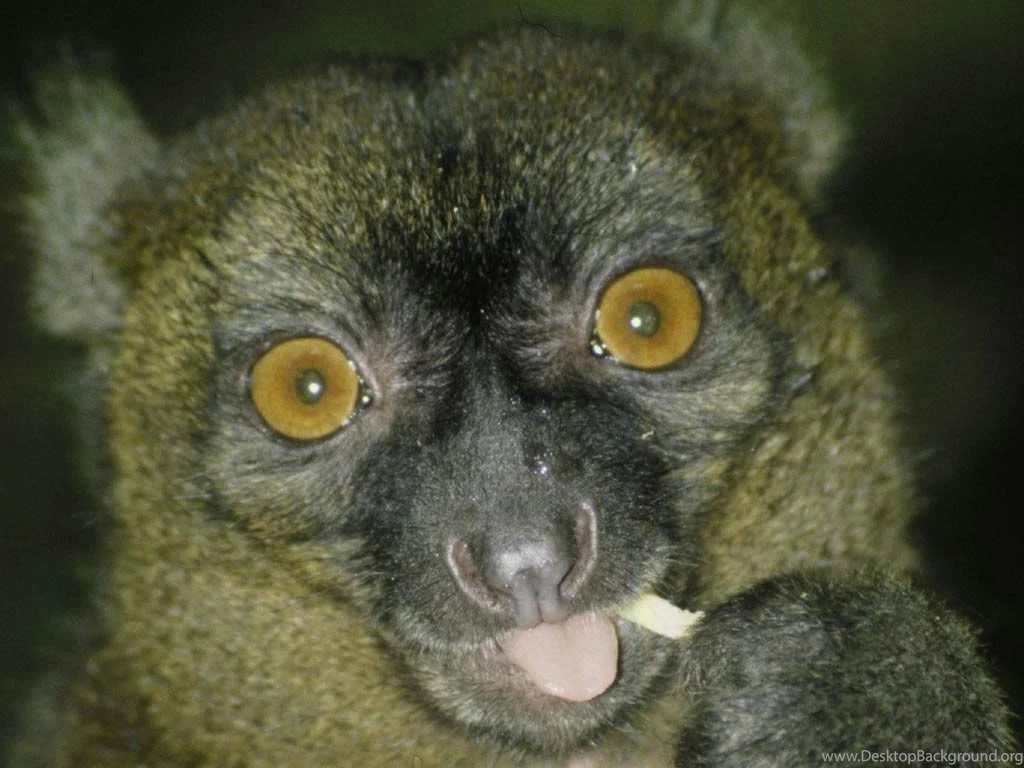 Free Lemur Wallpapers Animals Town