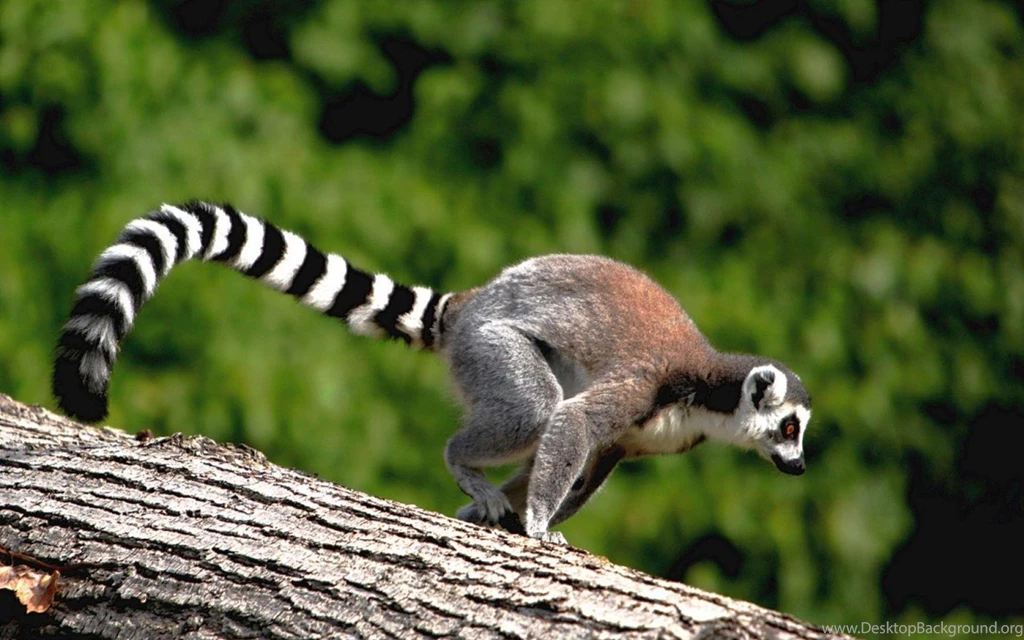 LEMUR ON TREE WALLPAPER (