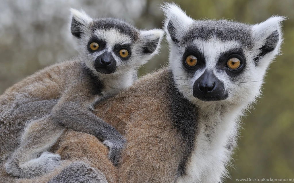 Lemur Wallpapers For PC