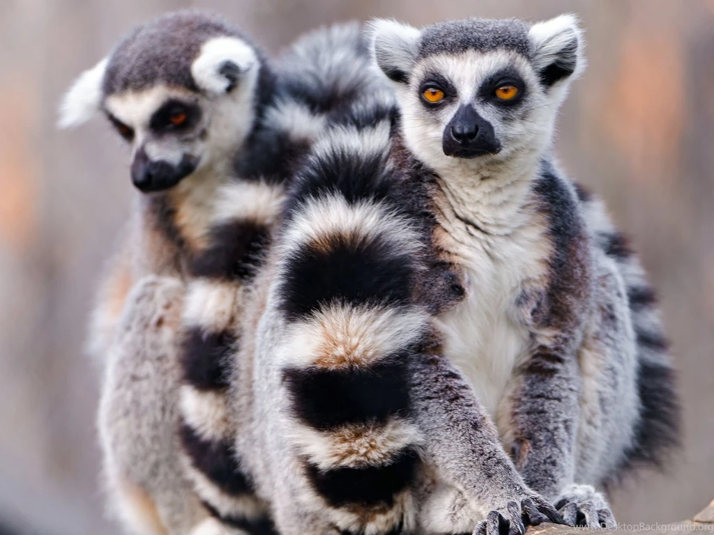 Lemur Computer Wallpapers, Desktop Backgrounds