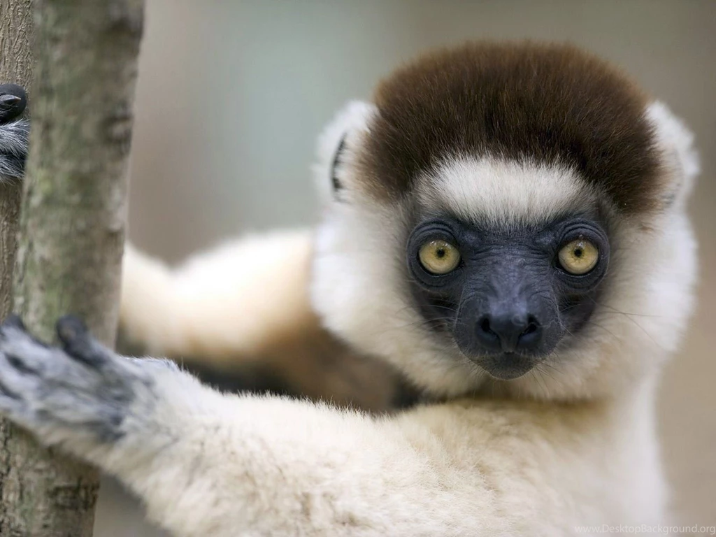 Lemur Wallpapers For PC