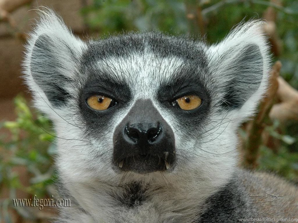 Lemur HD Desktop Wallpapers