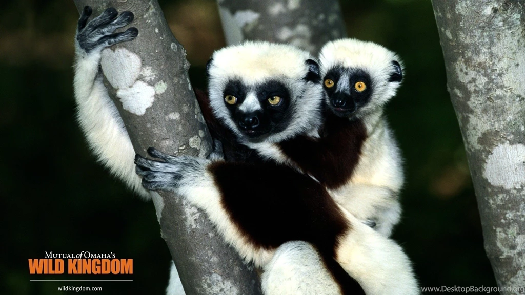 Wild: Lemur Wallpapers Pictures HD For HD 16:9 High Definition WQHD ...