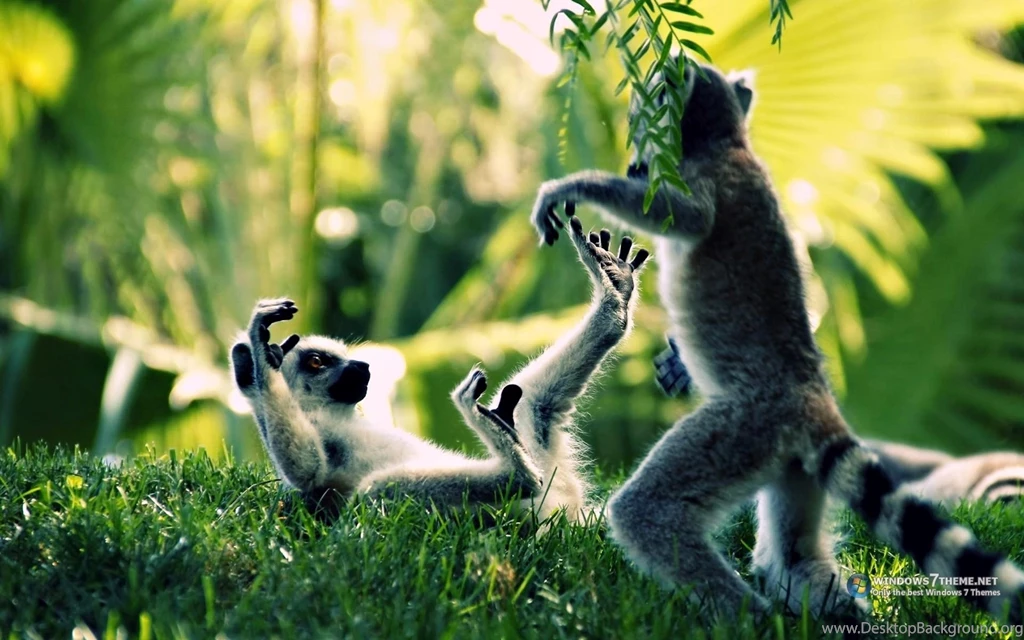 Lemur Wallpapers