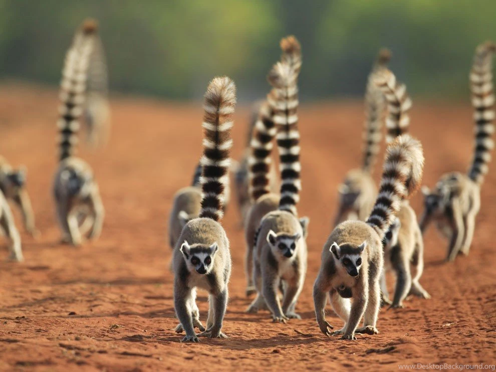 Awesome Tailed Lemurs HD Wallpapers.