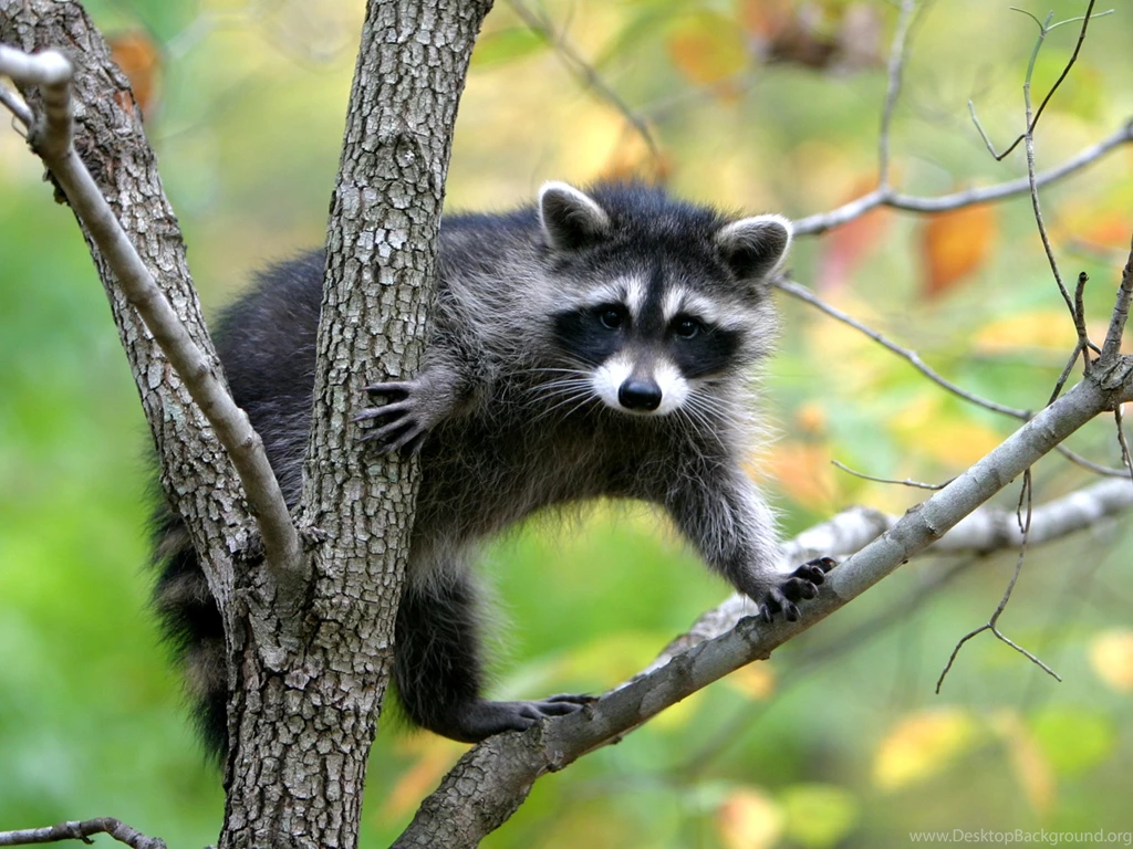 The Pictures For > Lemur Wallpapers