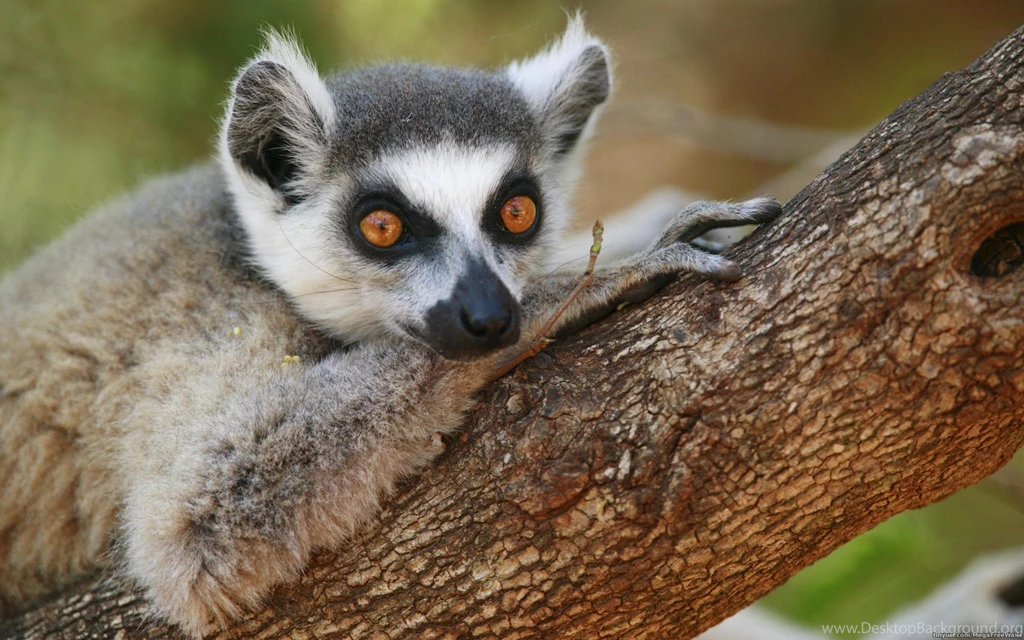 Lemur Wallpapers, Images, Photos, Pictures & Pics