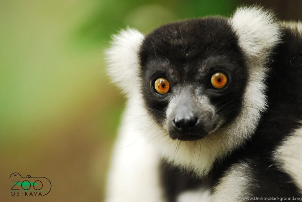 LEMUR Primate Madagascar (17) Wallpapers