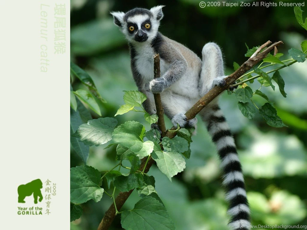 Taipei Zoo ─ Lemur