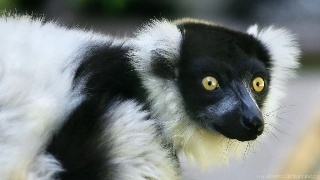 Black And White Lemur Wallpapers