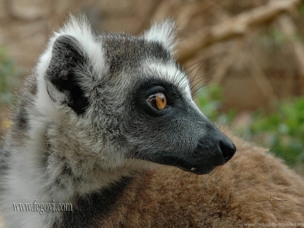 Lemur Wallpapers. Images And Animals Lemur Pictures (700)