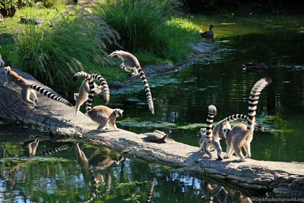 Lemur Computer Wallpapers, Desktop Backgrounds