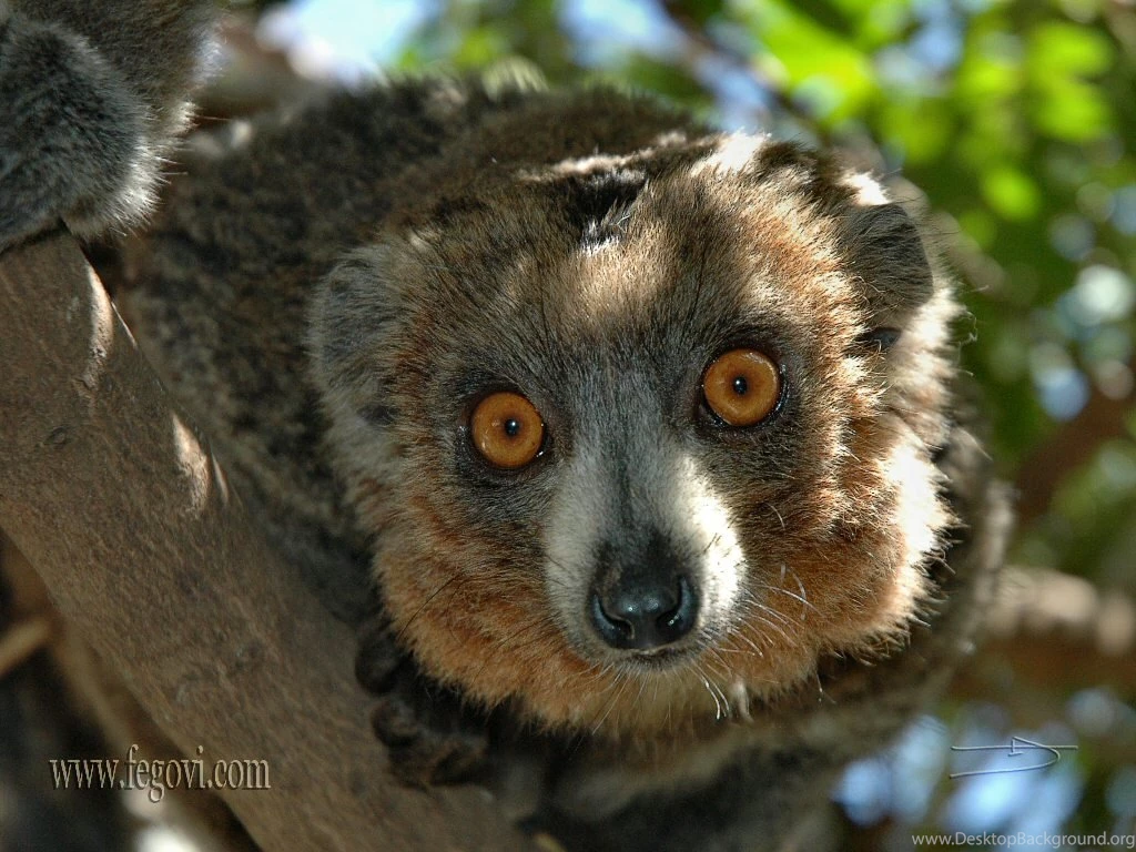 Lemur Wallpapers. Images And Animals Lemur Pictures (699)