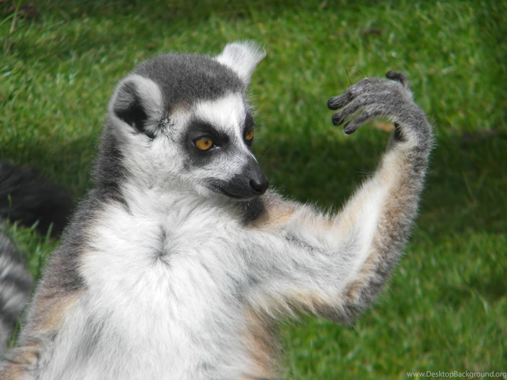 Ring Tailed Lemur Wallpapers ImgMob