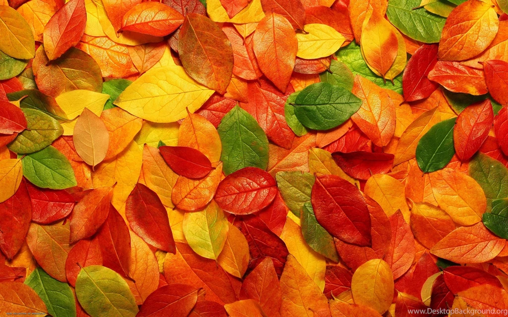 2560x1600 Autumn Leaves Backgrounds Wallpapers