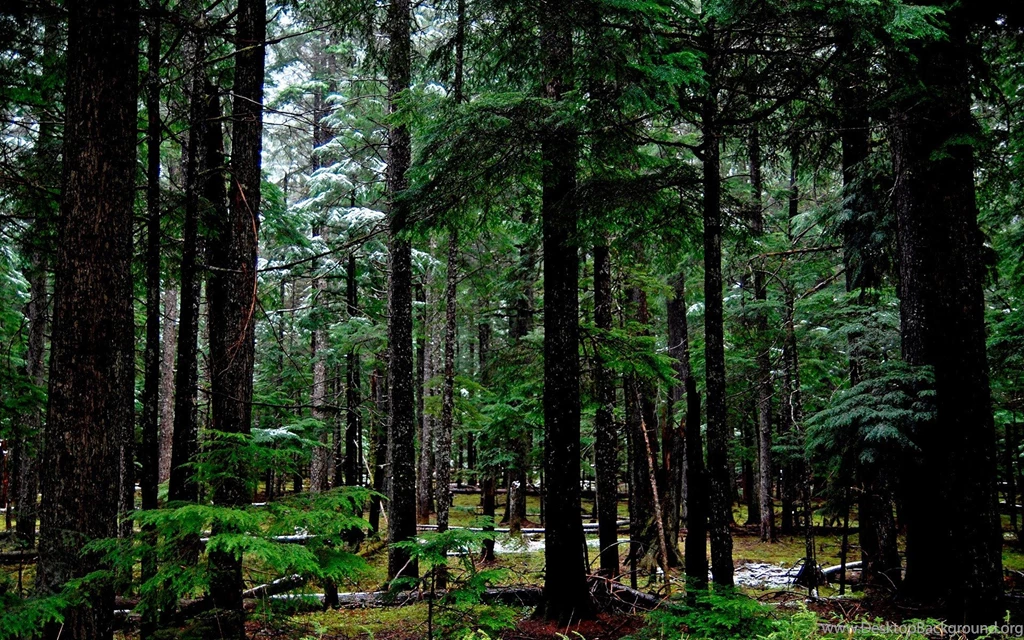 Hunger Games Forest Backgrounds Wallpapers » WallDevil Best Free ...