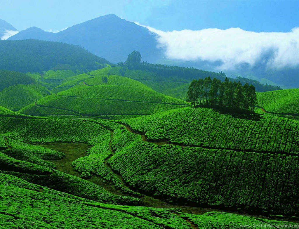 Devikulam Hills In Munnar, Kerala, India