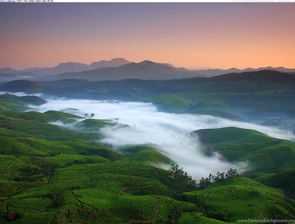 Morning Mist Covers The Valley Of Tea Fields And Shola Forests ...