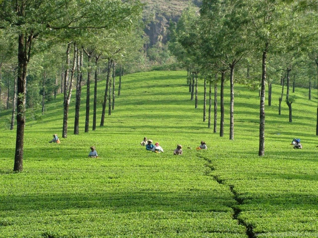 Green Tea Field, Kerala, India Wallpaper_other_health Questions ...