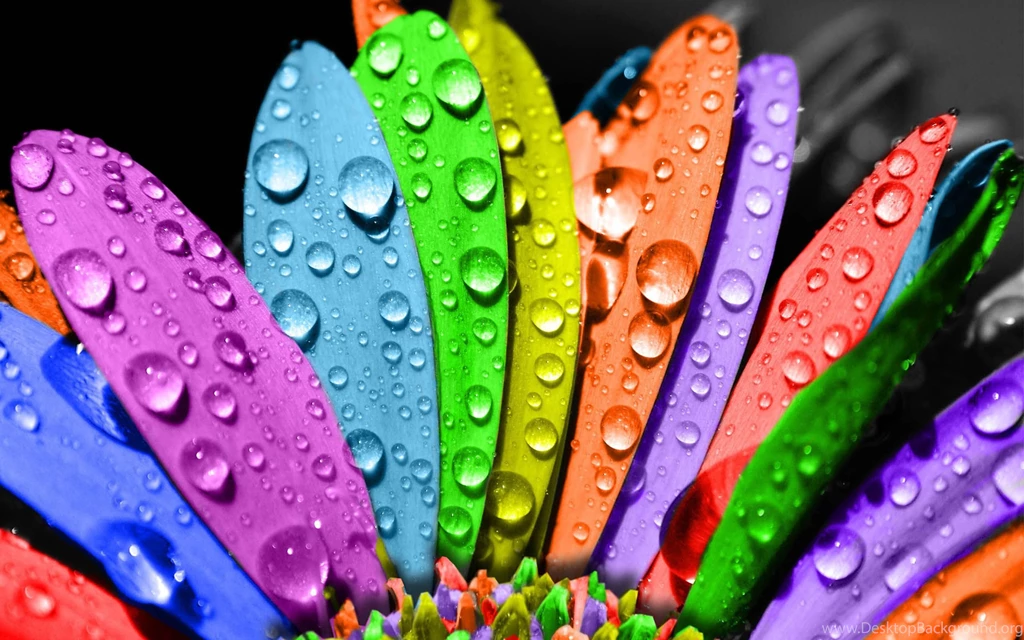 Flowers Colorful 2560x1600px ► High Definition Photos