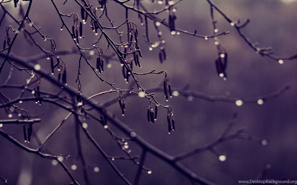 Nature Trees Water Drops : Desktop And Mobile Wallpapers : Wallippo