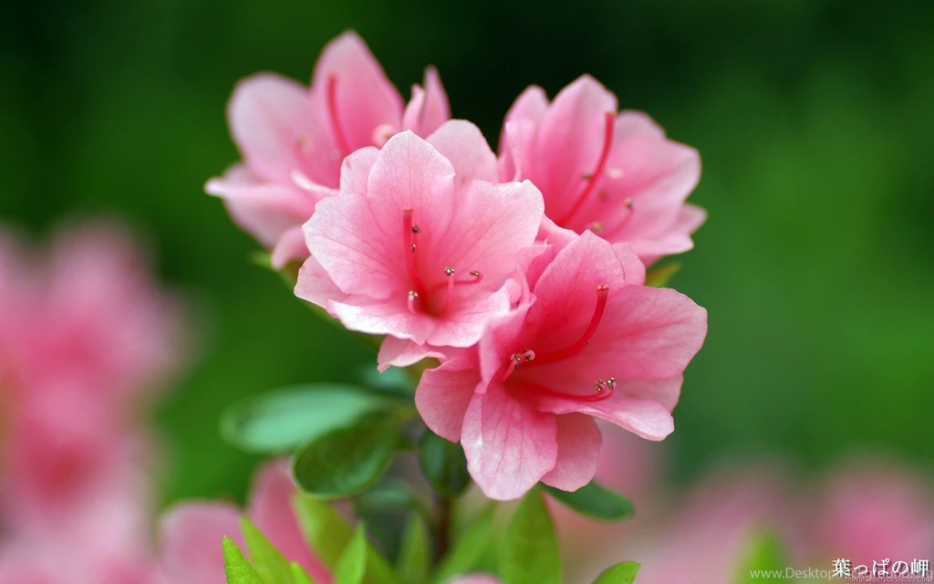 Flowers Hd Images