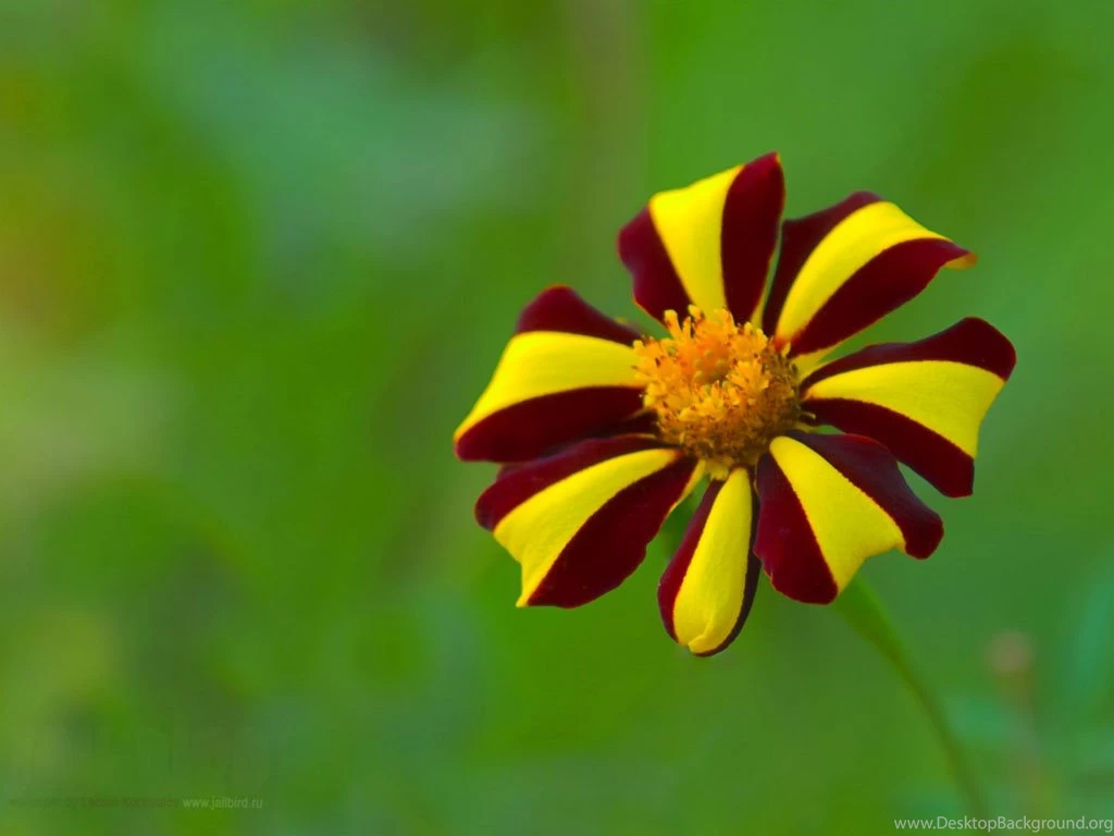 Flower Images Wallpapers