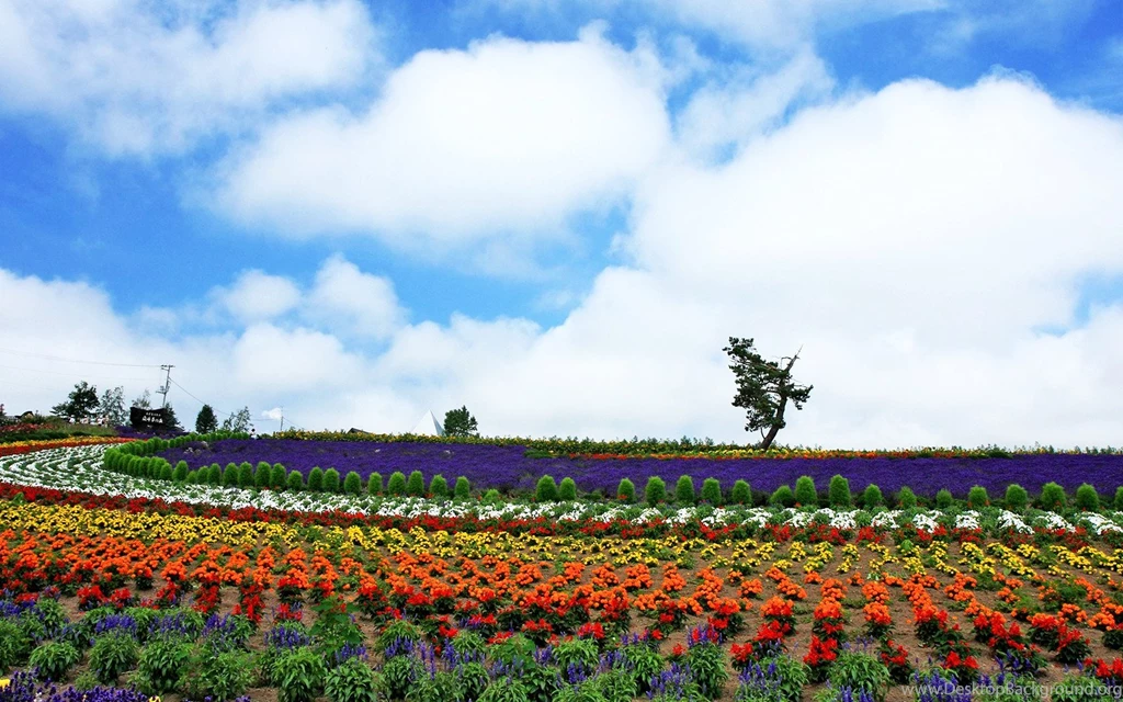 Summer Country Desktop – BUZZERG