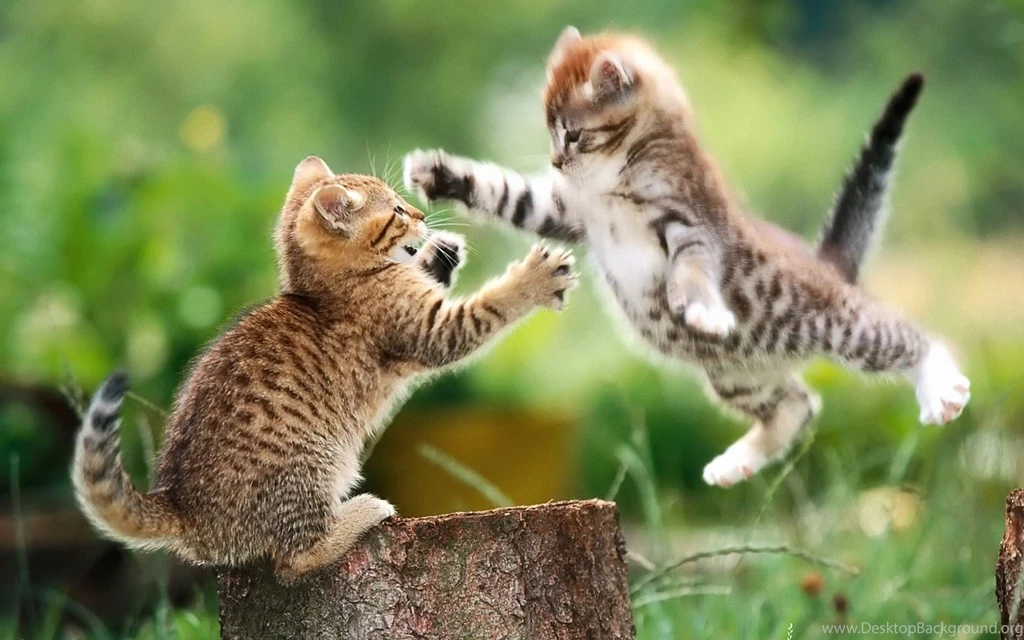 Baby Animals Pictures Collection (48+)