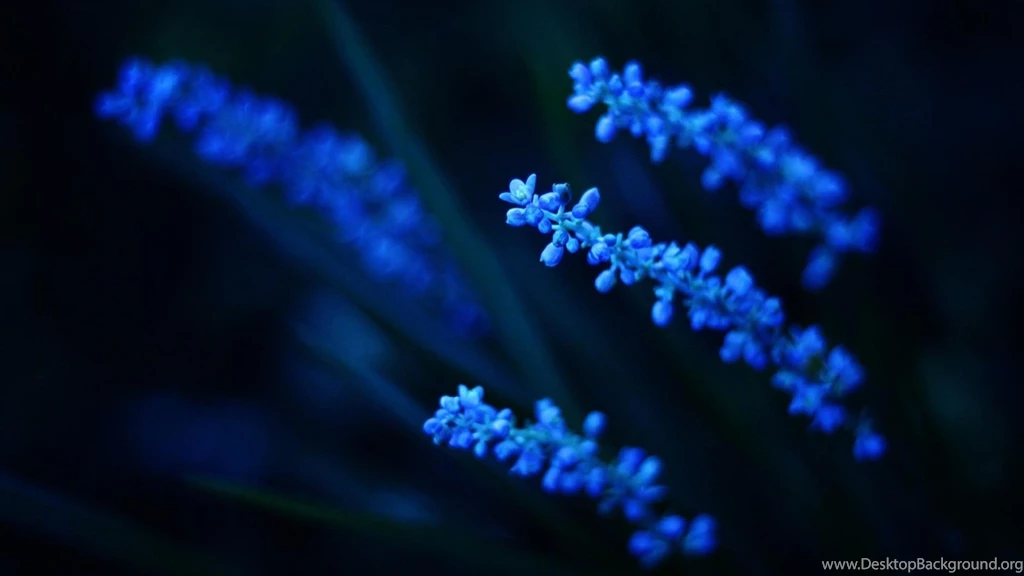 Electric Blue Flower Mac Wallpapers Download
