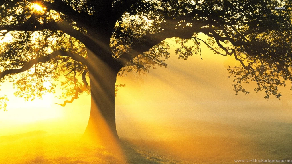 Wallpapers Tree