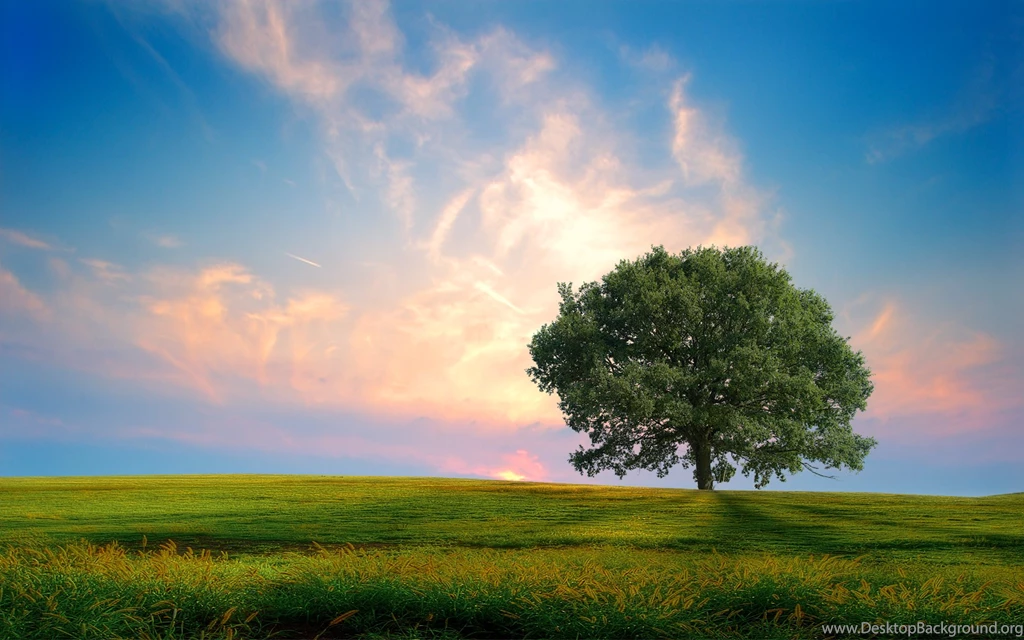 Lonely Tree Wallpapers
