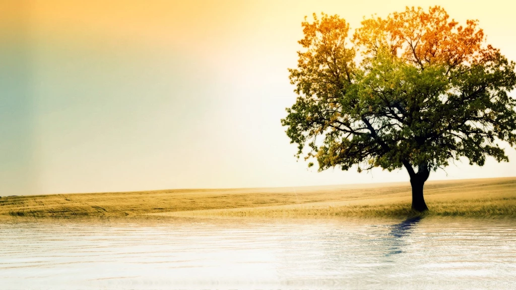 Beautiful Tree Wallpapers