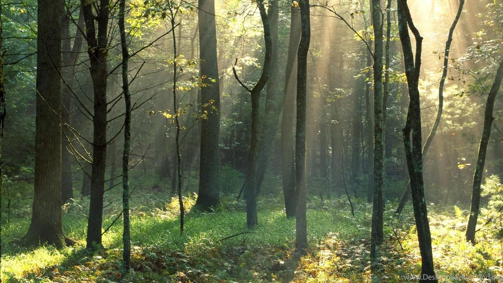 Tennessee National Park Cove Great Smoky Mountains Wallpapers